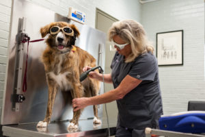 Laser Therapy
